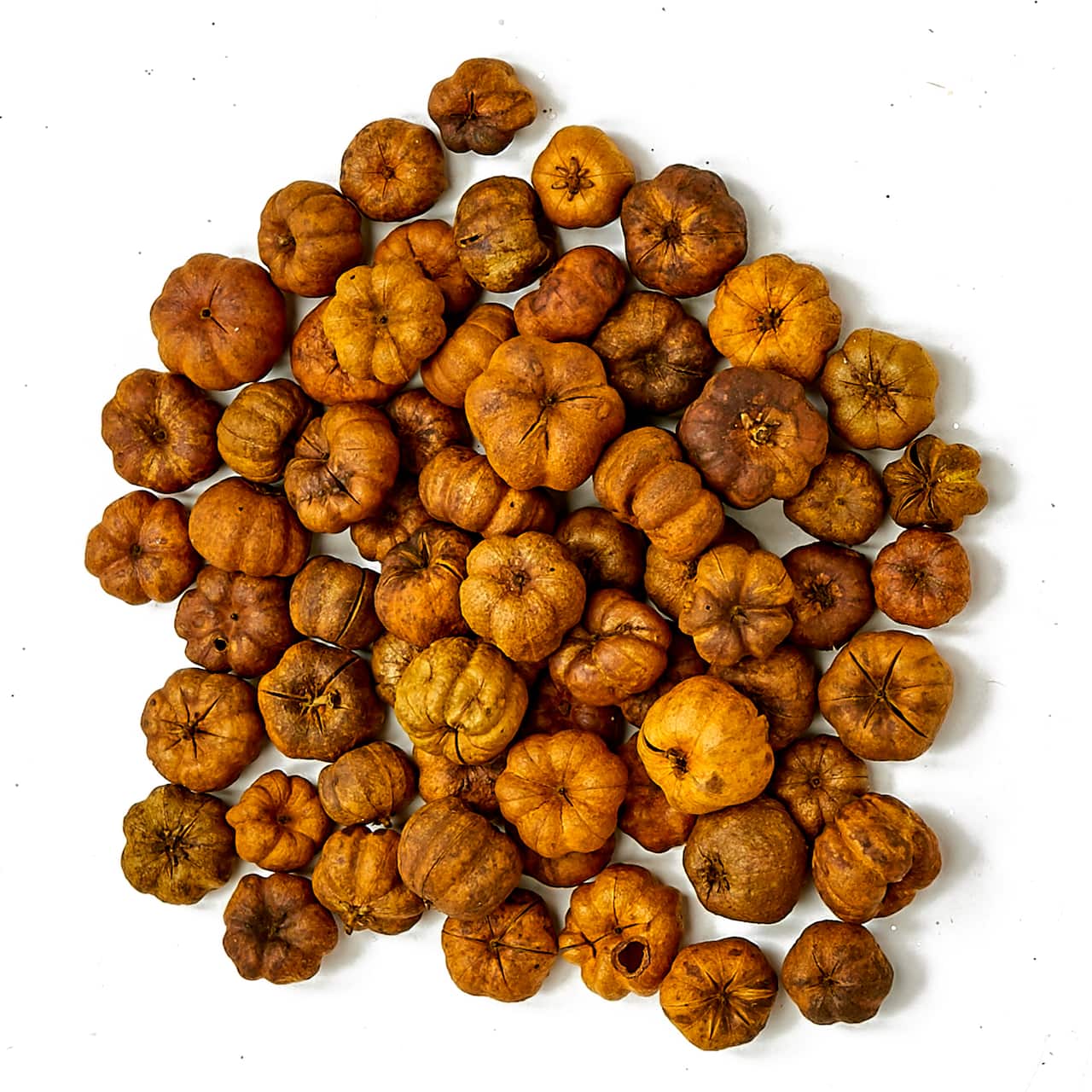 Natural Botanical Mini Pumpkin Putka Pods